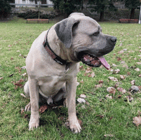 Cane Corso v odolném obojku Zamidog